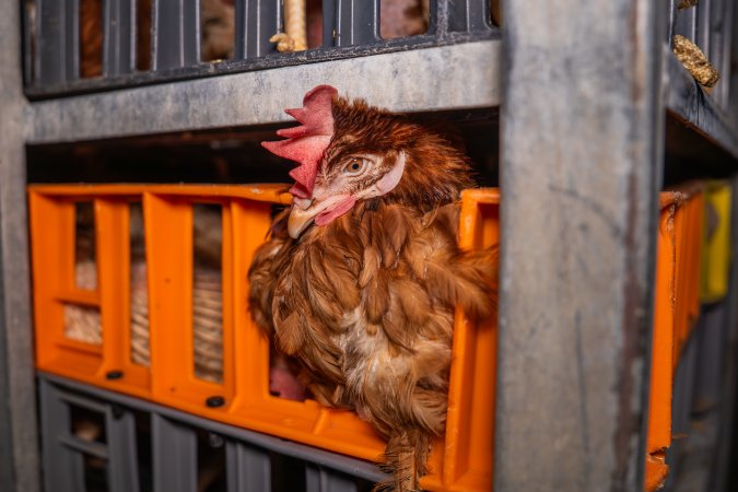 Layer hens in crates at poultry slaughterhouse