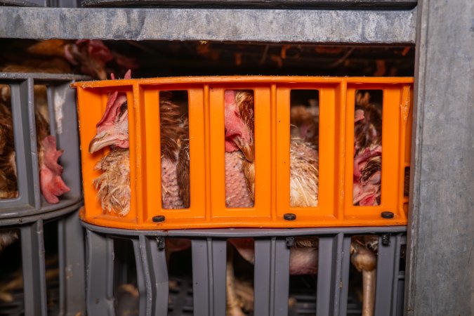 Layer hens in crates at poultry slaughterhouse