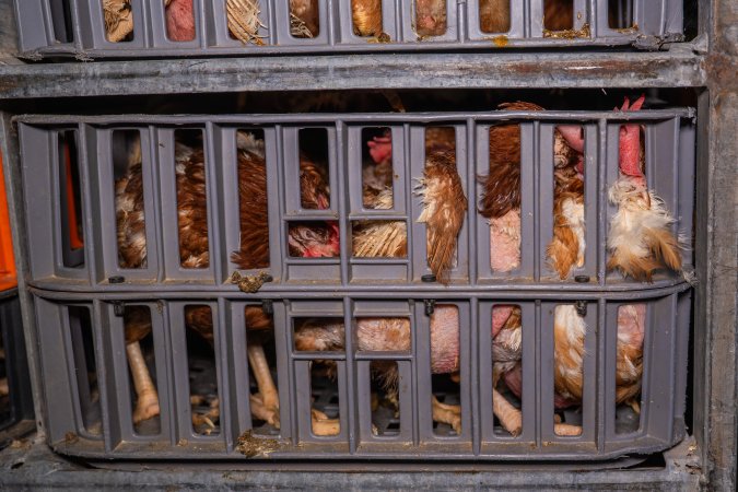 Layer hens in crates at poultry slaughterhouse