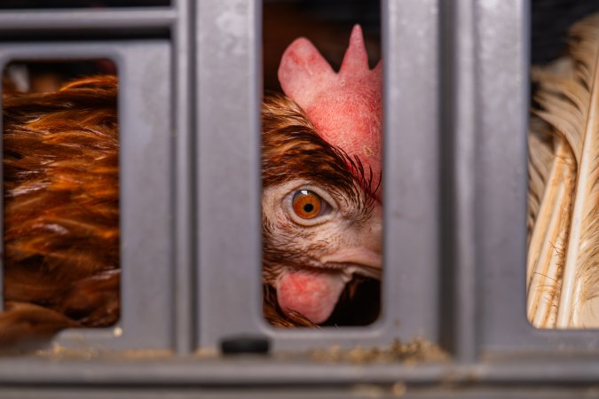 Layer hens in crates at poultry slaughterhouse