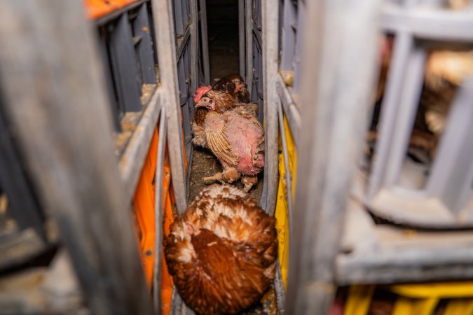 Layer hens in crates at poultry slaughterhouse