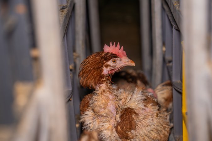 Layer hens in crates at poultry slaughterhouse
