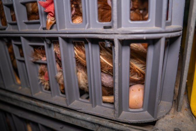 Layer hens in crates at poultry slaughterhouse
