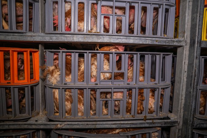 Layer hens in crates at poultry slaughterhouse