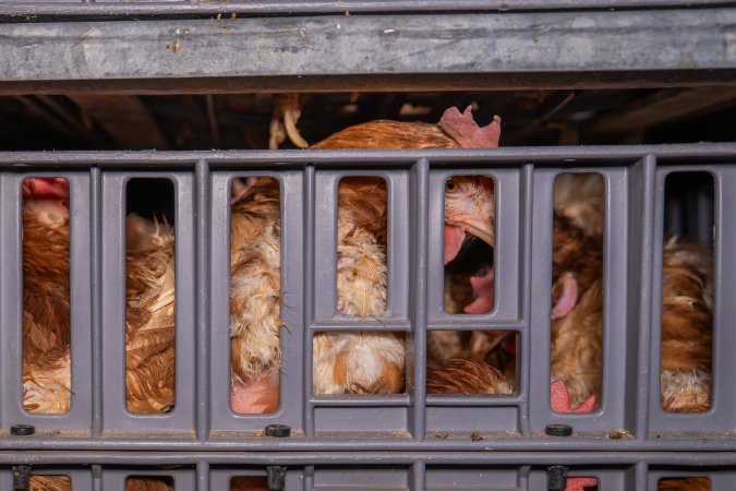 Layer hens in crates at poultry slaughterhouse