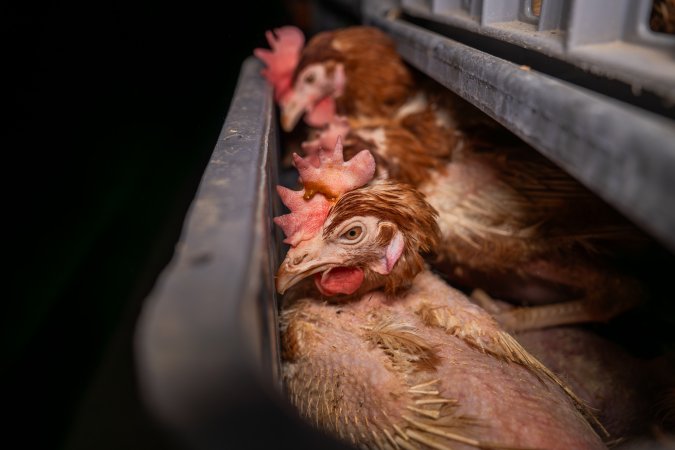 Layer hens in crates at poultry slaughterhouse