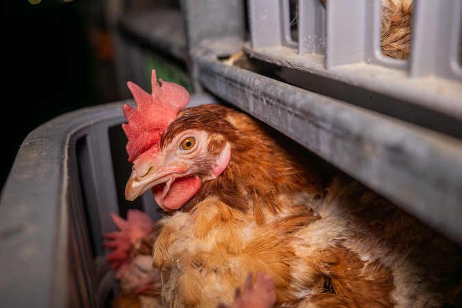 Layer hens in crates at poultry slaughterhouse
