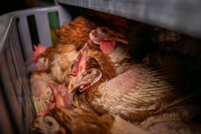 Layer hens in crates at poultry slaughterhouse