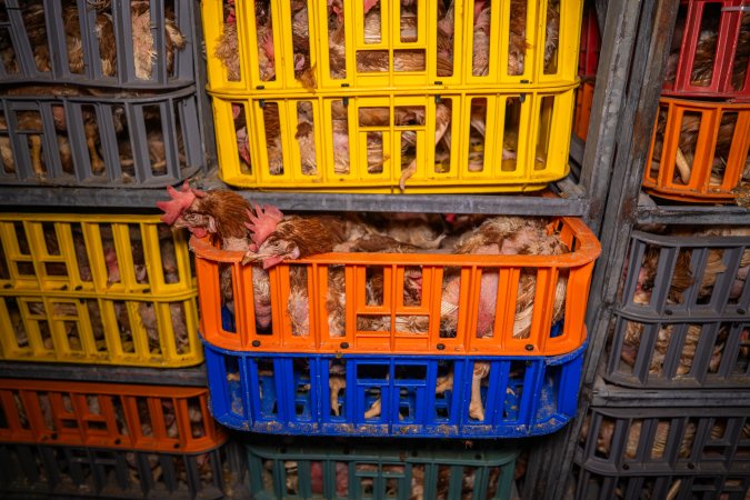 Layer hens in crates at poultry slaughterhouse