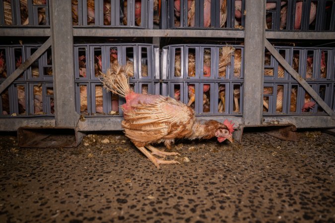 Layer hens in crates at poultry slaughterhouse