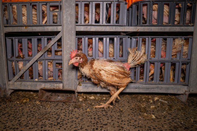 Layer hens in crates at poultry slaughterhouse
