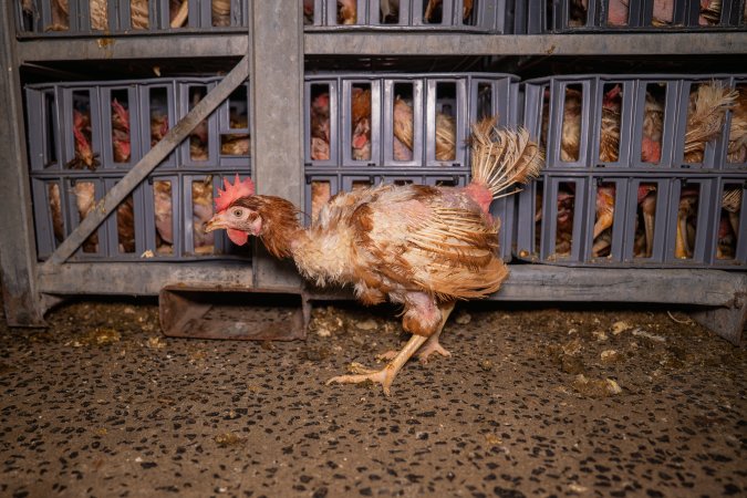 Layer hens in crates at poultry slaughterhouse