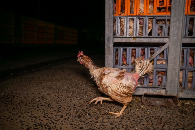 Layer hens in crates at poultry slaughterhouse