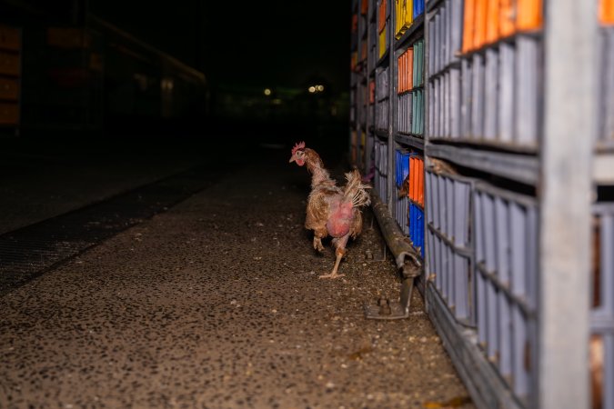 Layer hens in crates at poultry slaughterhouse
