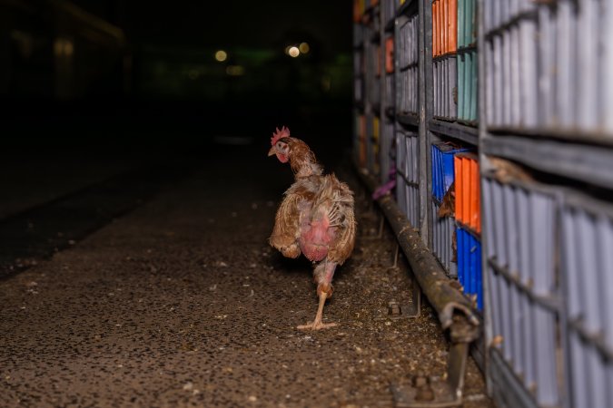 Layer hens in crates at poultry slaughterhouse