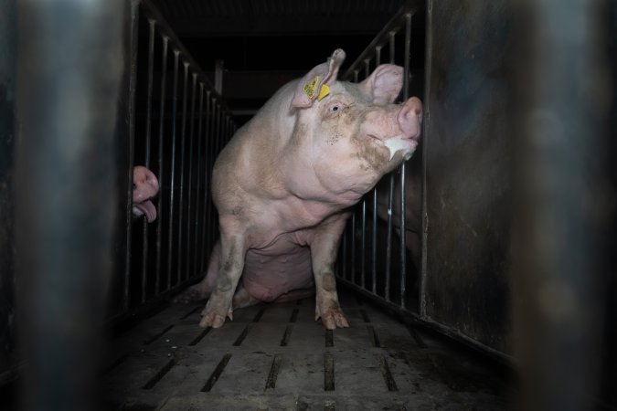 Boar in boar crate