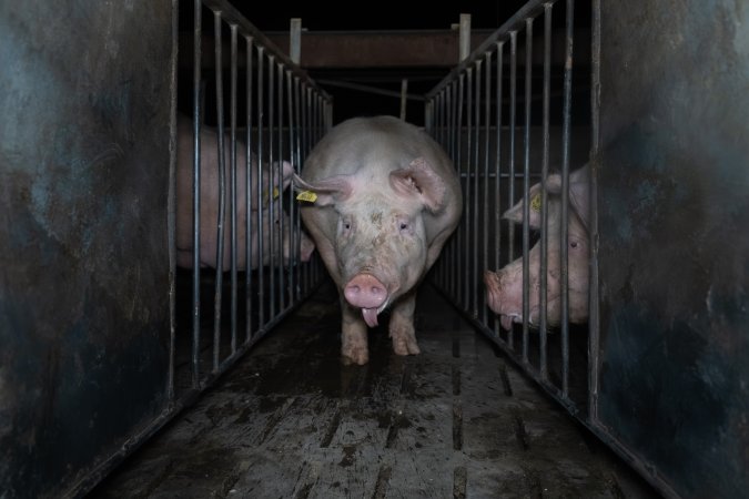 Boar in boar crate