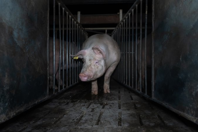 Boar in boar crate
