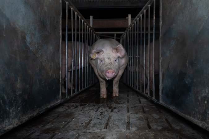 Boar in boar crate