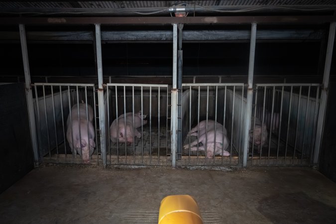 Boars in crate near dummy sow