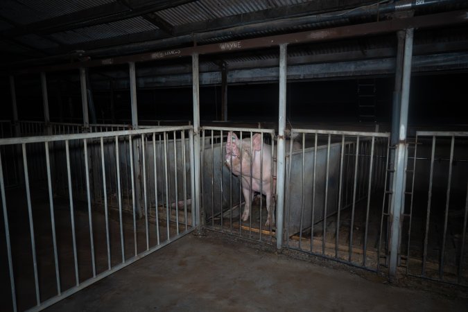 Boar in boar crate
