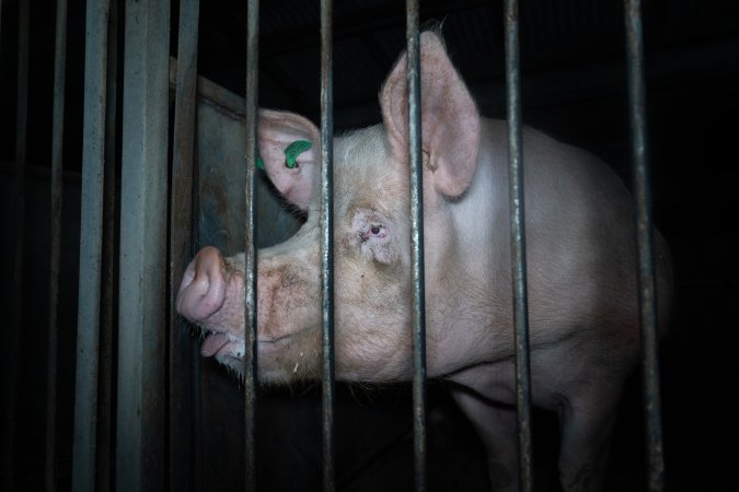 Boar in boar crate