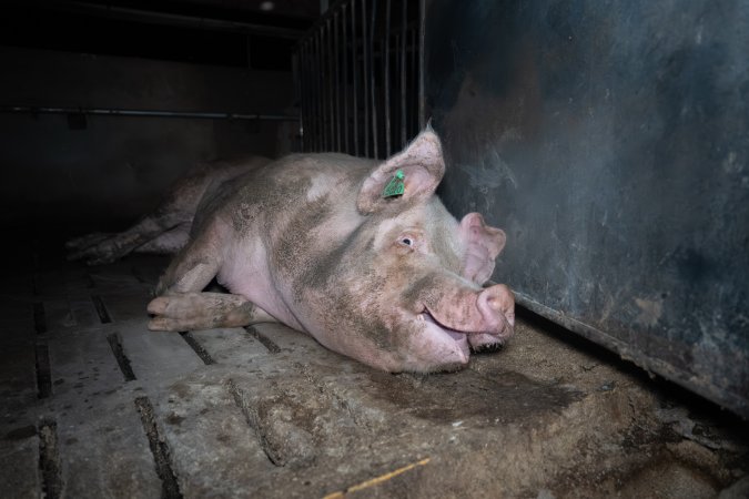 Boar in boar crate