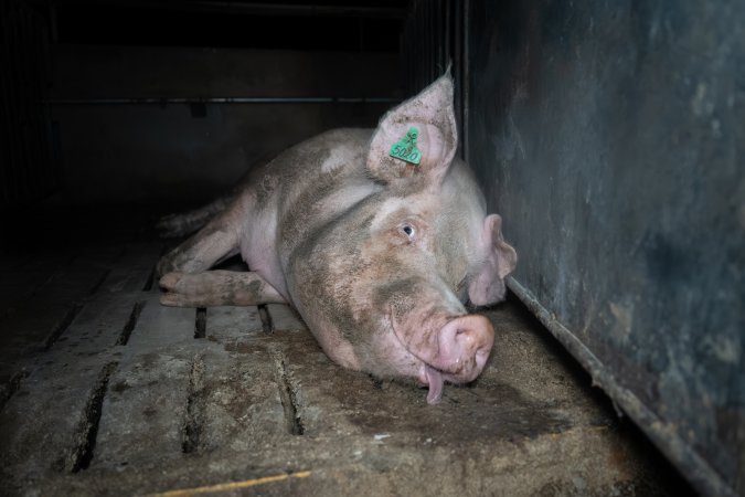 Boar in boar crate