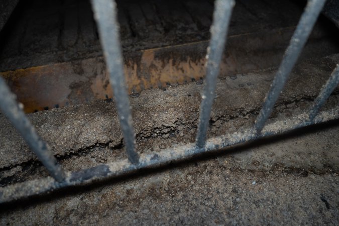 Boar crate