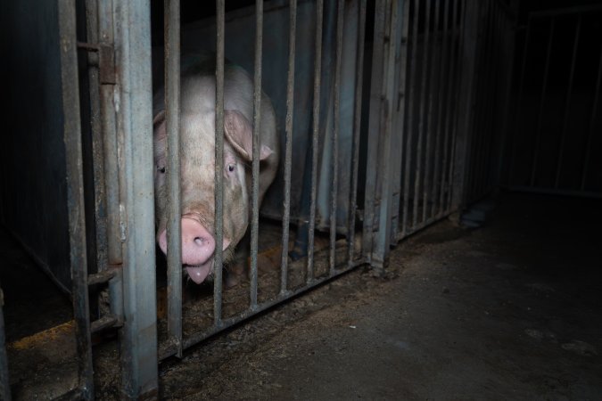 Boar in boar crate