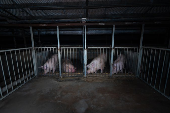 Boars in boar crate
