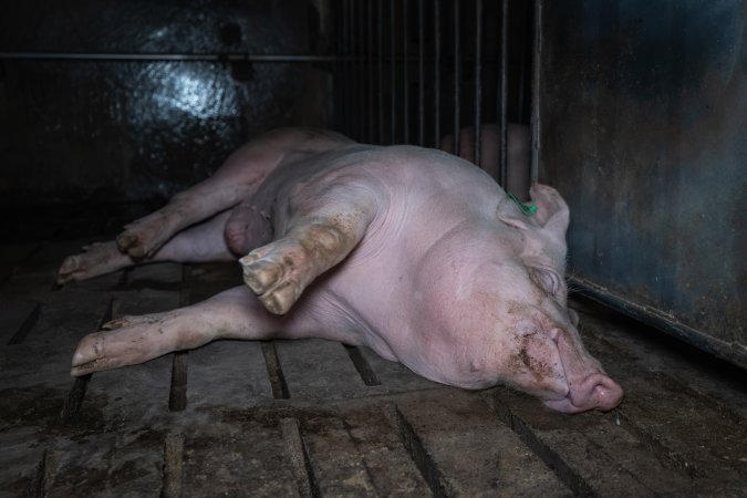 Boar in boar crate