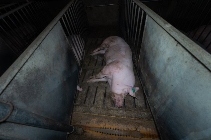 Boar in boar crate