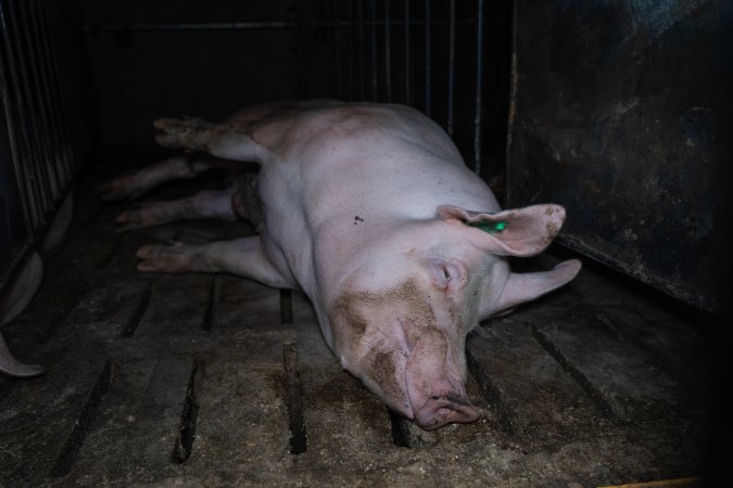 Boar in boar crate