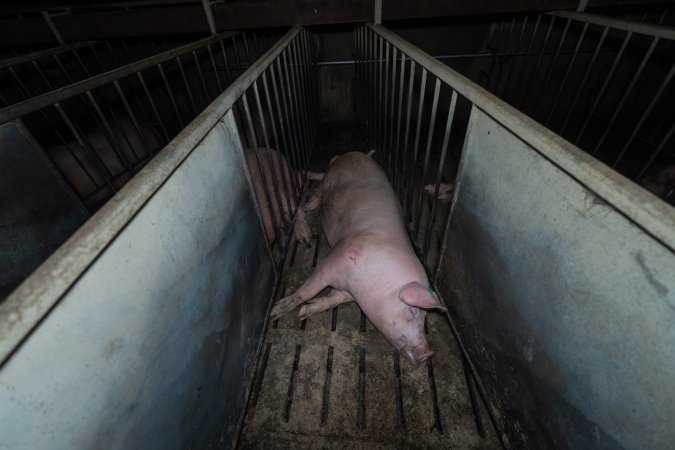 Boar in boar crate