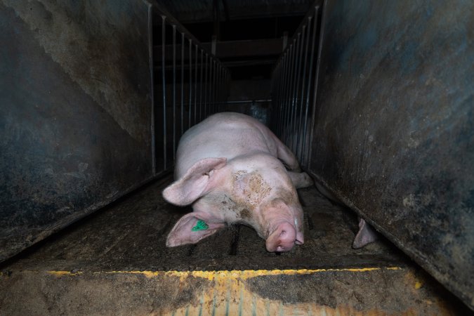 Boar in boar crate