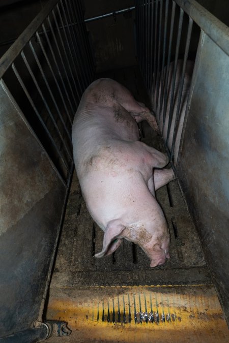 Boar in boar crate
