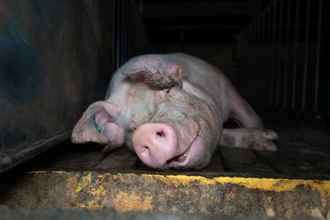 Boar in boar crate
