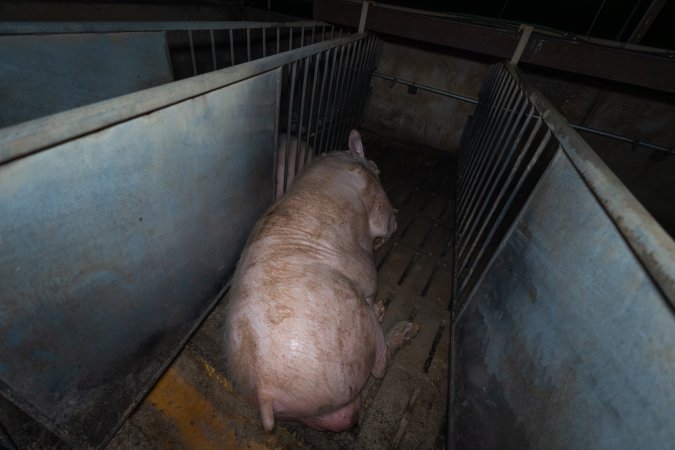 Boar in boar crate
