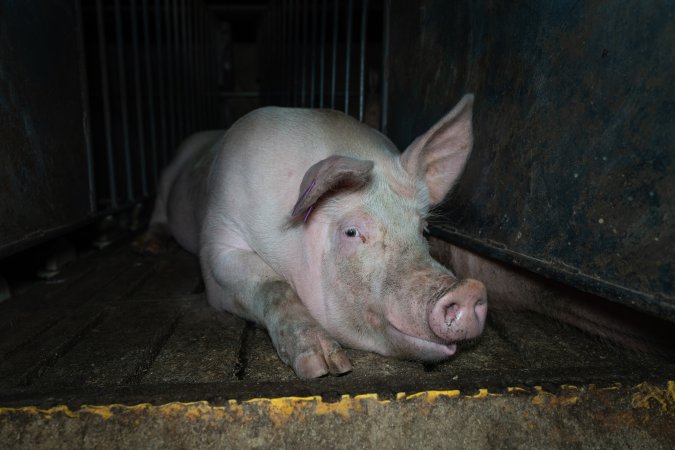 Boar in boar crate
