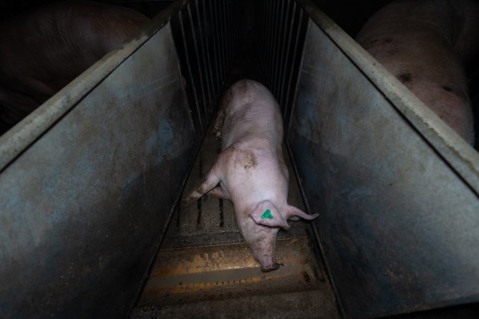 Boar in boar crate