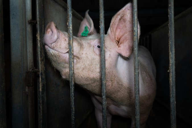 Boar in boar crate