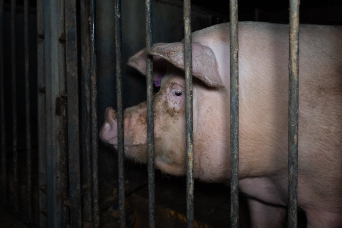 Boar in boar crate