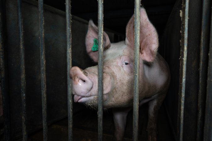 Boar in boar crate