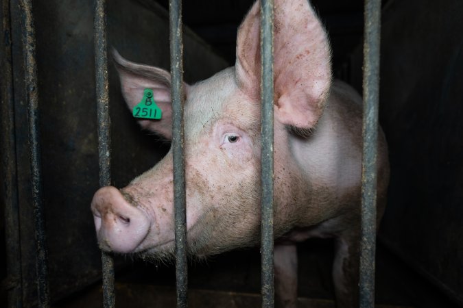 Boar in boar crate