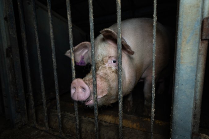 Boar in boar crate