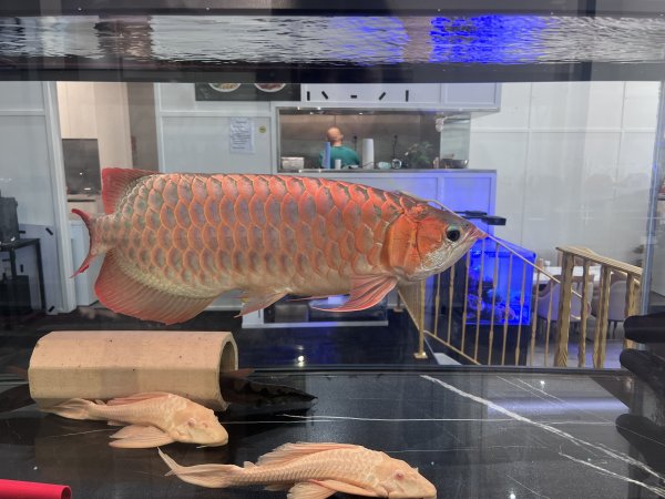 Aquarium Cafe - Photos