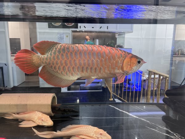 Aquarium Cafe - Photos