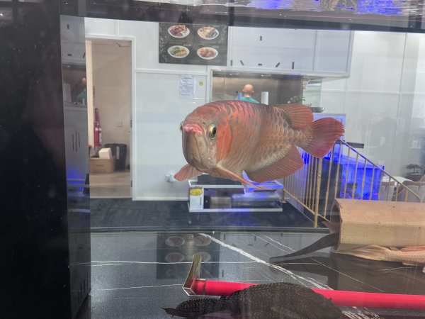 Aquarium Cafe - Photos