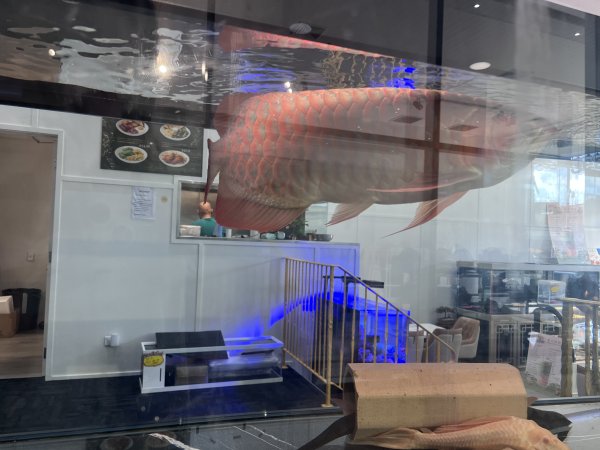 Aquarium Cafe - Photos